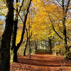 Herfstbeeld boswachterij Gieten-Borger