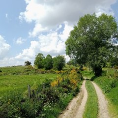 La Via Podiensis à Saint-Alban-sur-Limagnole, Lozè